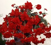 Begonia tub Sun Dancer Red 1